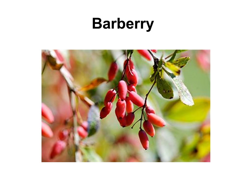 Barberry